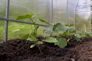Kvasinky hnojenie zvyšuje výťažok a chuť: špeciálnu metódu bez chemikálií