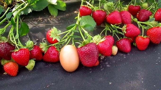 Klasické veľké a sladké jahody (Foto z internetu)