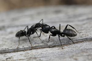 Ako sa zbaviť mravcov v krajine po dobu jedného dňa, navždy