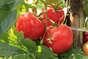Urýchľuje dozrievanie paradajok a zvýšiť ich úrodu o 2 krát