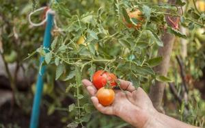 Prečo paradajky kvitli hojne, a rozrástla málo ovocia.