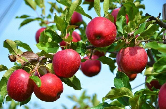Čo keď jablko a slivka neniesli ovocie?