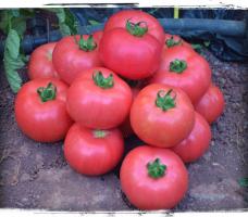 6 druhov veľkých a mäsitých paradajok