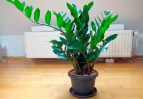 5 krásne izbové rastliny, prinášajúce bohatosť známok