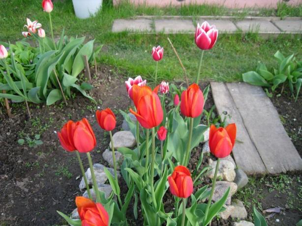 Áno, tulipány - je to ľahké. Ale vo veľkom štýle!