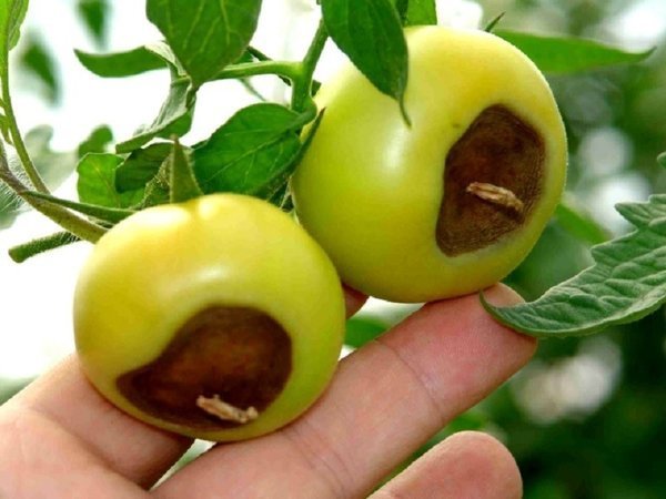 Klasickým príkladom apikálnej hniloby paradajok. Fotografie - liveinternet.ru