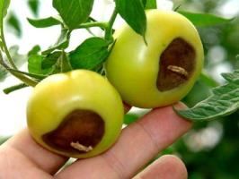Blossom hniloba paradajok: príznaky a liečba