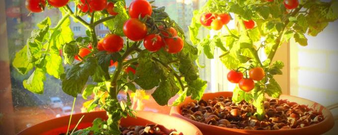 Pre dobrú rodiaca črepníkové paradajky potrebujú veľa slnka