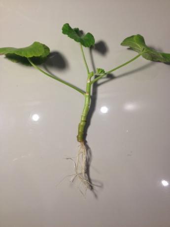 Geranium stonky s koreňmi (foto-Internet)