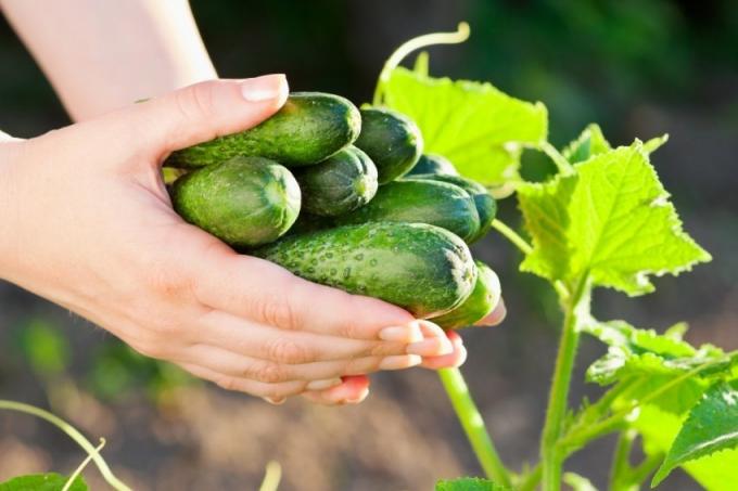 Spôsoby, ako získať bohatú úrodu uhorky, na základe potrieb prírodných rastlinných plodín (