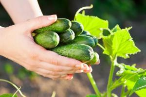 10 tajomstvo bohaté úrody uhoriek vo svojej záhrade