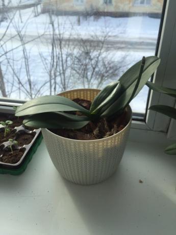 Orchid po hnijúci po inováciách rýchlo šiel sa uzdravuje
