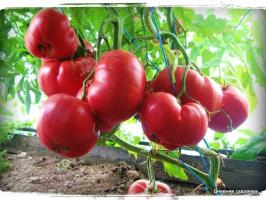5 Najproduktívnejší odrody paradajok