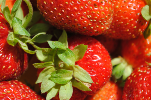 Ako zasadiť a propagovať jahody s agrovoloknom v záhrade. Klady a zápory