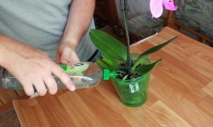 Ako často a ako zalievať orchidea dom