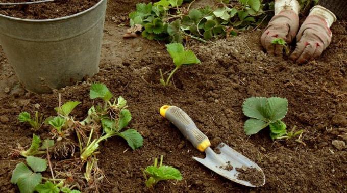 Hnojenie dobre, draslík, fosfor a kompost