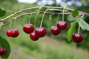 Cherry dobré ovocie v budúcom roku: Ako hnojiť a chrániť pred hlodavcami