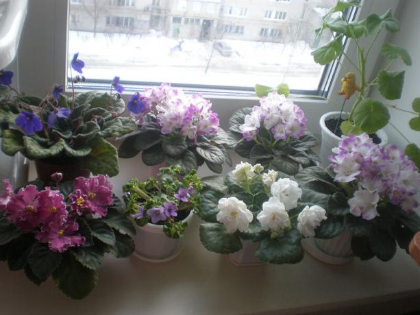 Zriedkavé variant: fialky, kvitnúce v zime. zobraziť: http://ssdosug.ru