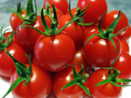 Cherry paradajky dozrieť rýchlejšie, robiť? Starostlivosti a poľnohospodárskej techniky