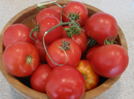 Tomato Dachnik pre "lenivé" poľnohospodári