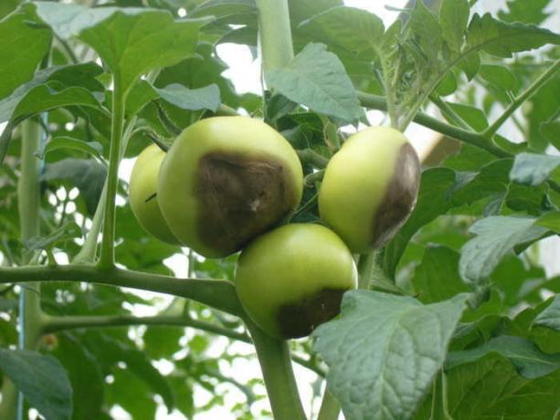 Hnijúci v buši paradajky