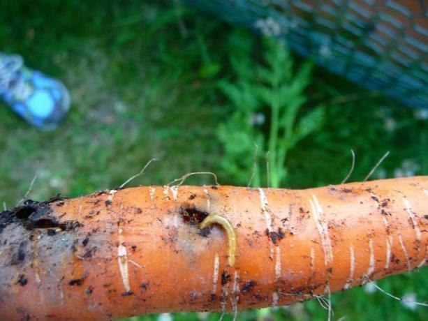 Chrobáky - larvy, Kovařík. Zlatý červ nie je len mechanické poškodenie - hlboké tunely, a jej koreň vnútri. Zvyčajne je otvor väčší a stáva sa "bránu" pre huby a baktérie, v dôsledku ktorej sa plodina hnitiu. Tam je, že je nepravdepodobné, že by!