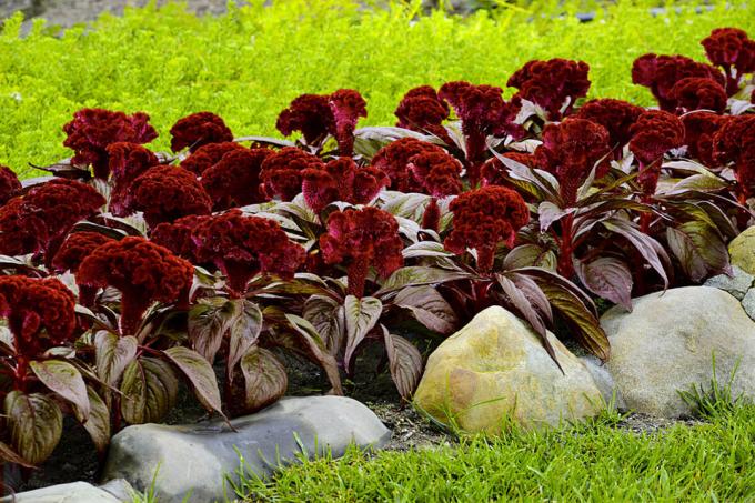 Celosia cristata, akési "Dracula". zobraziť: http://semena-sazhency.ru