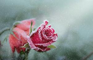 Ako sa pripraviť na zimu ruže od A do Z, aby sa zabránilo chýba