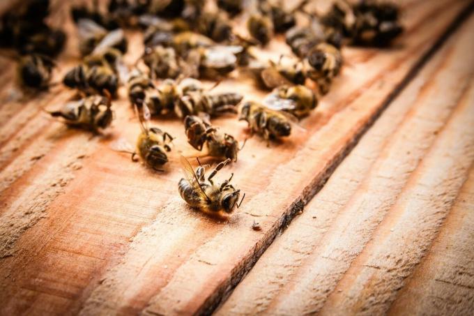 Masová úmrtí včiel v roku 2019 | ZikZak