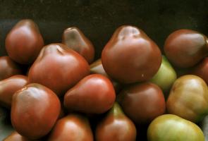 Odrody paradajok, ktoré sú kontrolované a chváliť predplatiteľov